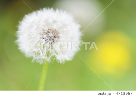 タンポポの綿毛 タンポポの綿毛 4718967