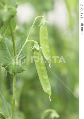 エンドウマメ畑 4719017