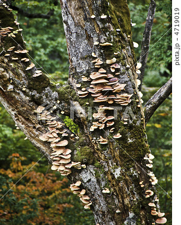 ツキヨダケ 4719019