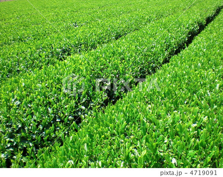 茶畑 茶畑 4719091