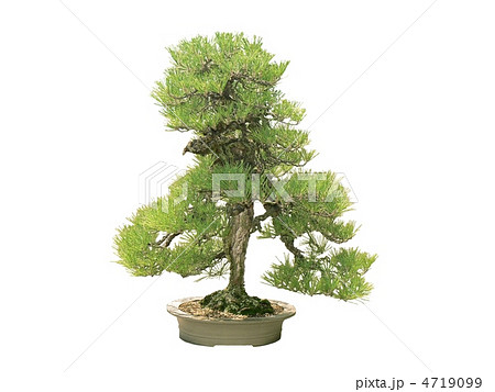 昭和記念公園盆栽苑の錦松 昭和記念公園盆栽苑の錦松 4719099