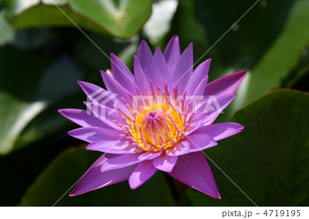 睡蓮 睡蓮 4719195