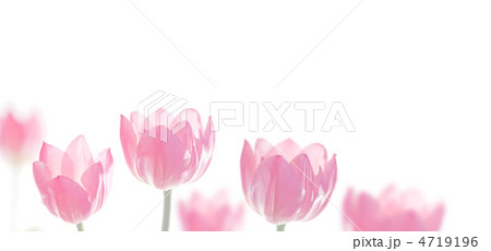 たくさんのチューリップ 4719196