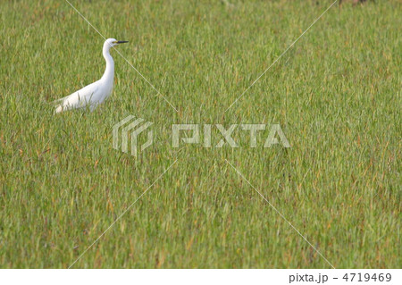 草原に凛と立つシラサギ 草原に凛と立つシラサギ 4719469