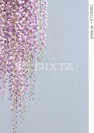 白壁を背景にした満開の長藤の花 4719481