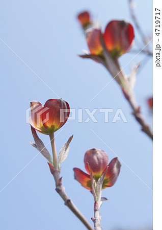 花水木 花水木 4719717