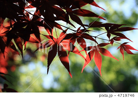 春もみじ 4719746