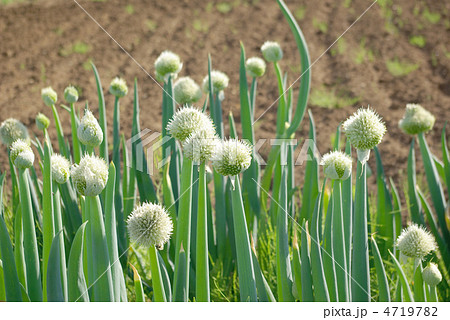 葱の花 4719782