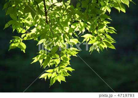 新緑 4719783