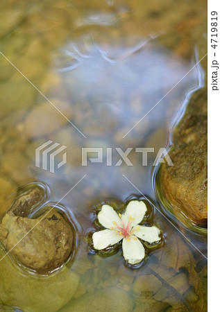 川に浮くアブラギリの花びら 川に浮くアブラギリの花びら 4719819