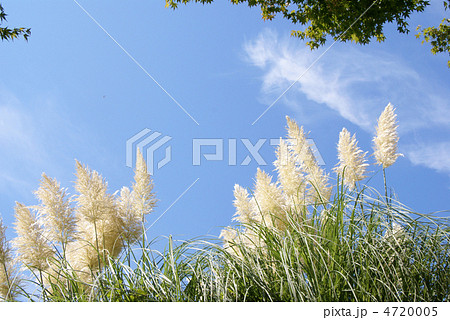 西洋ススキ 西洋ススキ 4720005