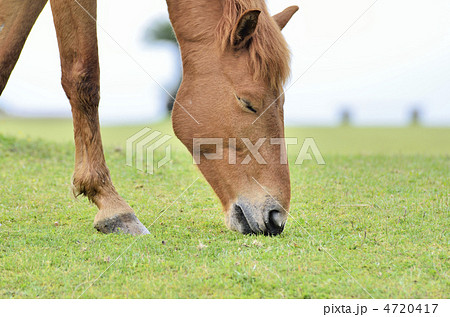 地球にキスする野生の馬 4720417
