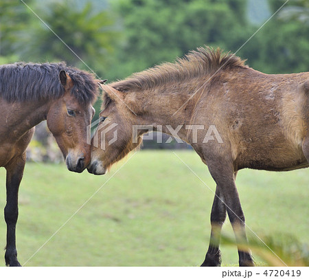 顔を合わせる野生の馬 4720419