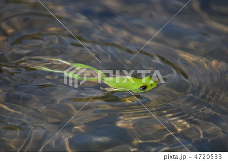 水田を泳ぐ蛙 4720533