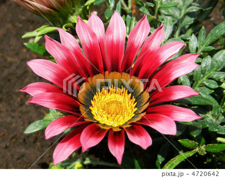 ガザニア(勲章菊) ガザニア(勲章菊) 4720642