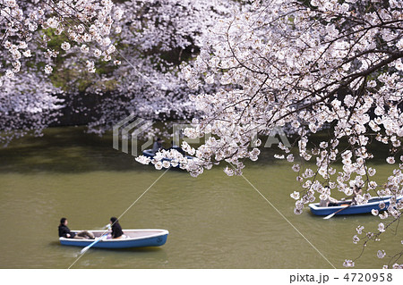 桜が満開の千鳥ヶ淵 桜が満開の千鳥ヶ淵 4720958
