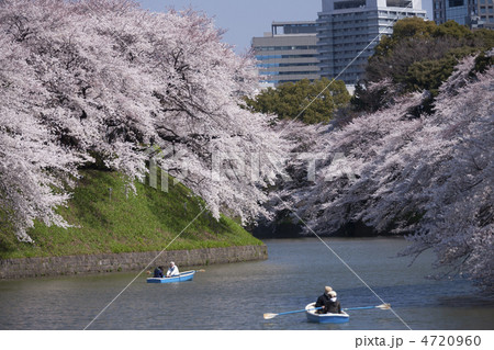 桜が満開の千鳥ヶ淵 4720960
