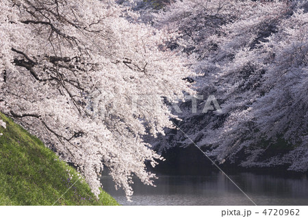 桜が満開の千鳥ヶ淵 4720962