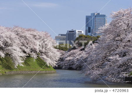 桜が満開の千鳥ヶ淵 4720963
