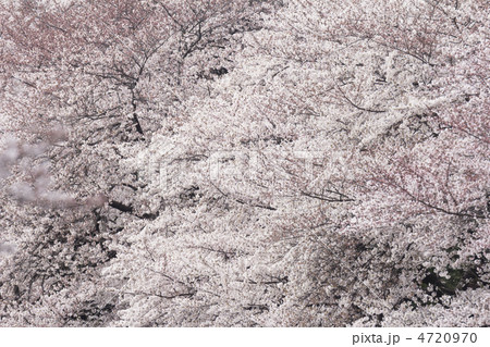 千鳥ヶ淵の桜 4720970