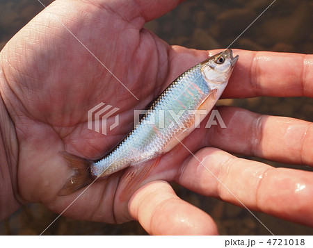 乗っこみのオイカワ（オス） 4721018