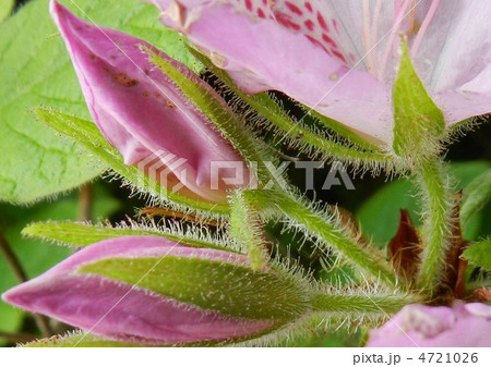 つつじの花 4721026