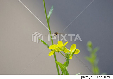 菜の花にアブ 4721029