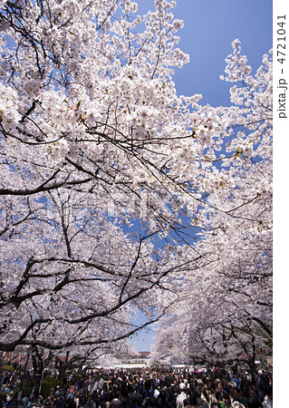上野公園の花見 4721041