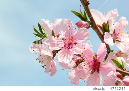 桃の花 4721252
