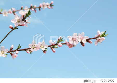 桃の花 4721255