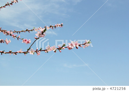 桃の花 4721256