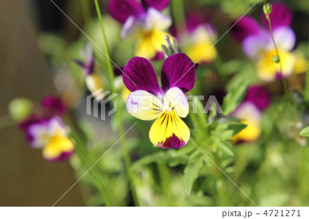 三色すみれ 4721271