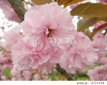 桜 関山 カンザン 花言葉 豊かな教養の写真素材