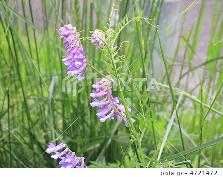 雀のエンドウ 雀のエンドウ 4721472