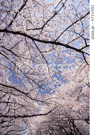 桜並木 4721491