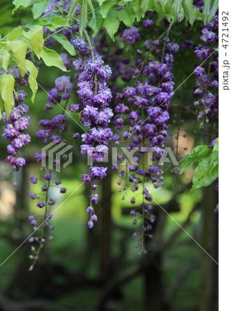 八重黒龍藤 4721492
