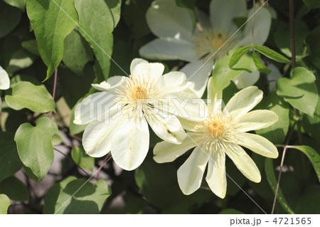 月宮殿　クレマチス 4721565