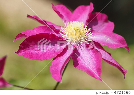 柿生　クレマチス 4721566