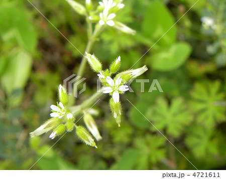 ハコベに良く似たオランダミミナグサの白い花の写真素材
