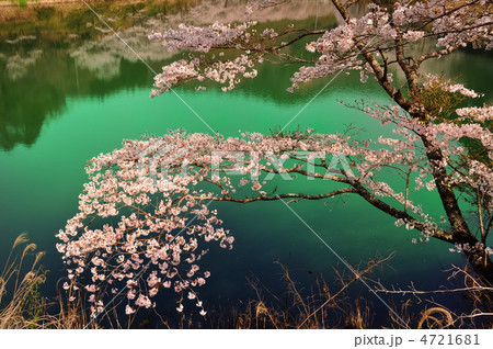 湖上の桜 4721681