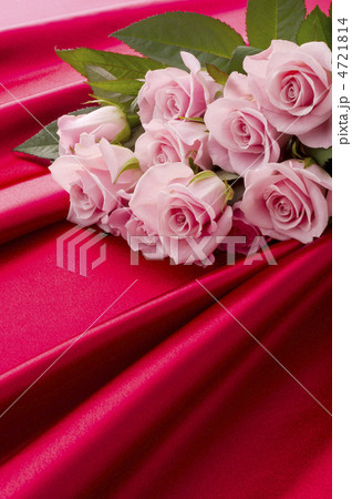 ピンク薔薇 4721814