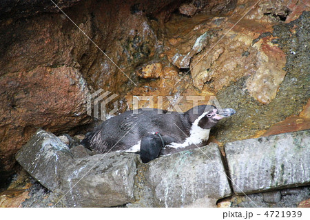 フンボルトペンギン フンボルトペンギン 4721939