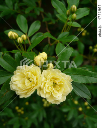 木香薔薇 ミニバラ 蔓薔薇 植物 つる性植物 黄色 多弁花 群咲き 満開 花びらの写真素材