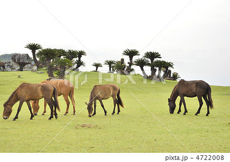宮崎日南海岸 都井岬の野生馬 宮崎日南海岸 都井岬の野生馬 4722008