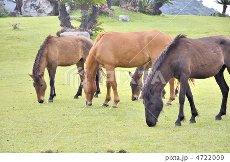 宮崎日南海岸　都井岬の野生馬 4722009