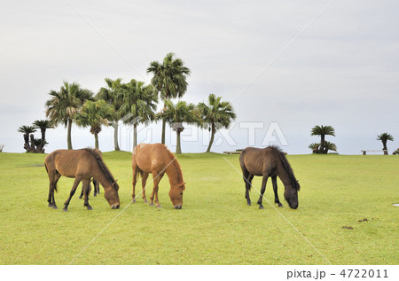 宮崎日南海岸 都井岬の野生馬 宮崎日南海岸 都井岬の野生馬 4722011