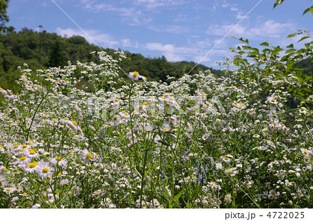 ヒメジオン横 4722025