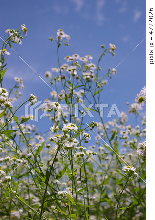 ヒメジオン縦１ 4722026