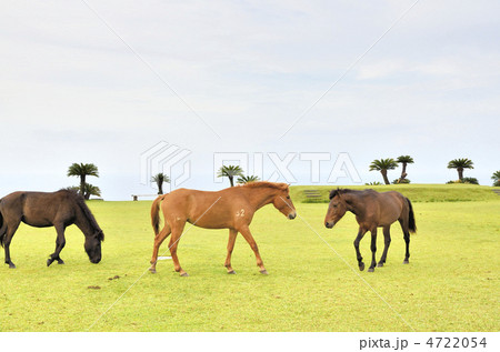 宮崎日南海岸　都井岬の野生馬 4722054