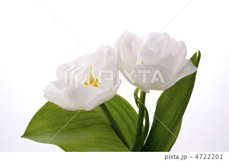 チューリップ 4722201